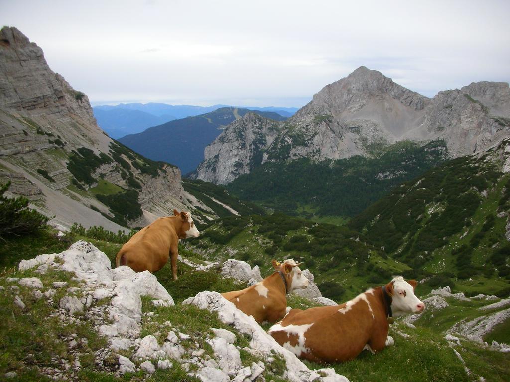 Alpotel Dolomiten Molveno Esterno foto